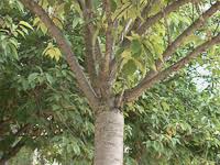 Résultat de recherche d'images pour "Inarching"