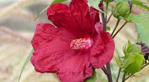 Image result for Hibiscus Red 2015 Vito