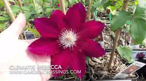 We did not find results for: Clematis Rebecca Youtube