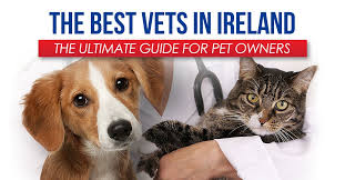 Growth is important to us as a company, as team members and as part of our growing community. The Best Vets In Ireland The Ultimate Pet Lovers Guide To Choosing A Vet