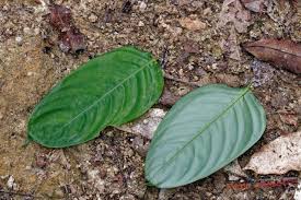 Image result for Marantochloa leucantha