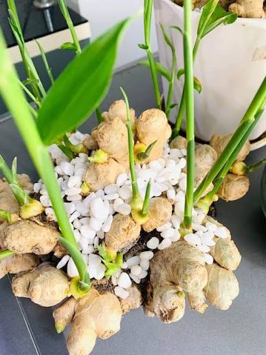 Đừng xem thường củ gừng - trồng ngay trong nhà để hưởng 'lợi ích kép'! 🫚🌱