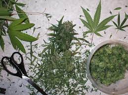 Zucchini diese kürbisfrüchte wann ernten, was ist zu beachten? Marihuana Ernten Wie Ein Profi Eine Anleitung Cannabisanbauen Net
