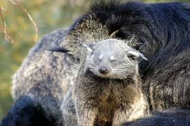 So Long Binturong Binturong Animals Animals Beautiful