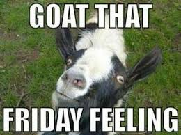 Goat Friday Lol Goats Funny Goats Funny Goat Pictures
