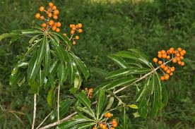 Image result for Pittosporaceae