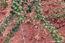 Image result for Catunaregam stenocarpa