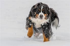 So which are the longest lived cat breeds? Top 5 Longest Living Dog Breeds Plus 5 Dogs Who Don T Live Very Long
