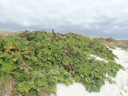 Image result for Thesium megalocarpum