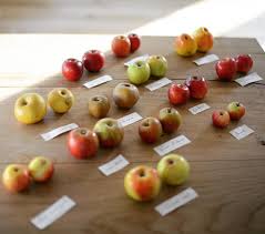 Comme Pour Le Vin Le Choix Des Varietes De Pomme Et Leur Assemblage Sont Clef Dans L Elaboration D Un Cidre Chacune A Son Style Et Notre Metier Est Fruit Food
