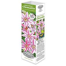 Learn about the potential benefits of clematis including contraindications, adverse reactions, toxicology, pharmacology and historical usage. Degroot Clematis Nelly Moser 1 Bulb At Tractor Supply Co