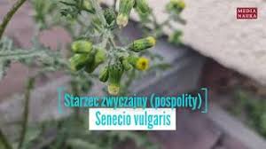 Image result for Senecio lewallei