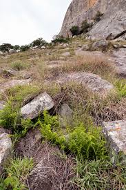 Image result for Athyrium schimperi