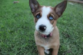 Border Collie Pup Dumped In Bin Now Lives Life Of Luxury With New Family Mirage News