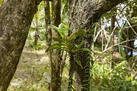 Image result for Angraecum calceolus