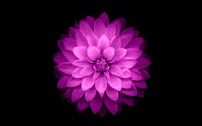 Ac98 Wallpaper Apple Red Lotus Iphone6 Plus Ios8 Flower Wallpaper Wallpapers for iphone 6, 6 se & iphone 6 plus. ac98 wallpaper apple red lotus iphone6