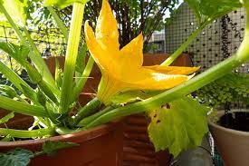 Vining types produce long, snaking stalks. How To Grow Zucchini In Containers Gardener S Path