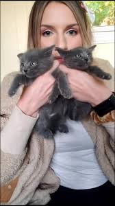 It's okay to be the runt, as long as we ensure she's a healthy runt!  #kittensoftiktok #kitten #cats #kittenfoster #catsoftiktok #animalrescue