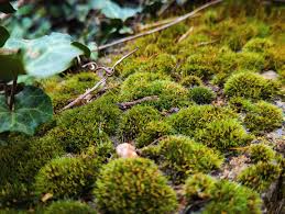 Image result for Porphyrostemma