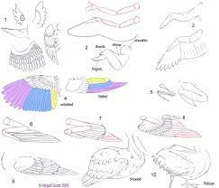 Duck rumps are often obscured by folded wings, but when they are visible, note the color or any pattern to help identify the duck. Folded Bird Wings By Keaalu On Deviantart