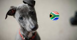 Call, email, sms, get directions or visit their website. The Expat S Guide Pet Immigration To The Uk Finglobal