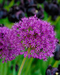 Allium Purple Sensation In 2020 Purple Plants Bulb Flowers Trendy Plants