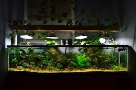 Aquarium Adventures Aquascape Aquarium Planted Aquarium