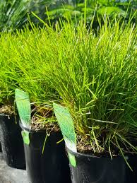 Image result for Motandra