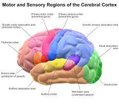 Somatosensory System Neuro New Me