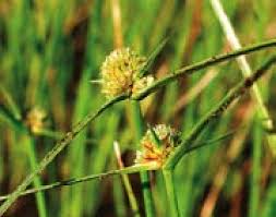 Image result for Oxycaryum