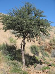 Image result for Albizia anthelmintica