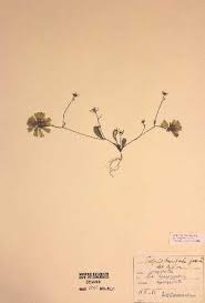 Image result for Tolpis capensis