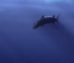 Finding nemo barracuda attack chorded g major 4 (3) slow 4x подробнее. Finding Nemo Nightmare Fuel Tv Tropes