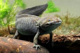 Resultado de imagen de fotos de animales en peligro de extinción