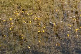 Image result for Utricularia tortilis