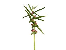 Image result for Ammannia aegyptiaca