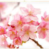 It adapts well to most soil and climate types and likes being in the sun. 1