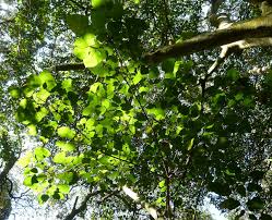 Image result for Macaranga capensis