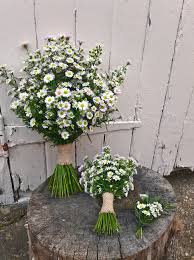 Aster Bridalflowercollection Bridalbouquet Bridesmaidbouquet Groomsbuttonhole Whiteflowerwedding Daisywedding Rusticwedding Oneflowerbouquet Si