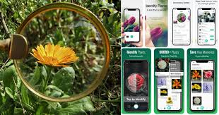 All you need to do is take a picture of a flower, bush, tree, or even lichen. 19 Best Plant Identification Apps For 2021 Balcony Garden Web