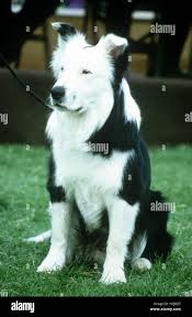 OWD BOB, Border Collie, 1997. (c) Buena Vista Pictures/ Courtesy: Everett  Collection Stock Photo - Alamy