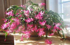 Find here details of companies selling cactus plants, for your purchase requirements. Schlumbergera Wikipedia