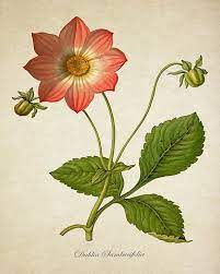 Pin On Flowers Nature
