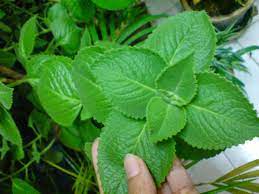 Gambar tanaman daun oregano kultivar greek (yunani). Manfaat Daun Oregano Bagi Kesehatan Tubuh Tanaman Herbal Daun