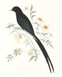 Animal Bird Of Paradise Drawing Black Winged Bird Of Paradise Framed Art Print By Emilywinfieldmartinart Vector Black Medium Gallery 20x26 In 2020 Birds Art Prints