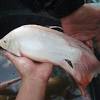 Ikan menjadi sektor yang harus ditingkatkan dalam program ketahanan pangan, terutama kebutuhan protein. 160