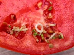 We have been picking oodles of gorgeous big, luscious ripe heritage tomatoes, and have … Tomato Fruit Problems