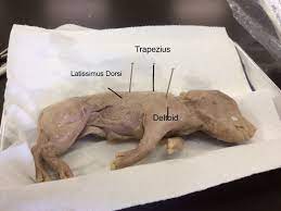 Muscular System Fetal Pig Dissection Project