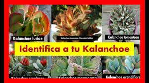 Kalanchoes 32 Tipos Con Sus Nombres Nombres De Cactus Plantas Crasas Cactus Y Suculentas
