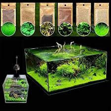 The fine gravel substrate also helps does anyone know where a good place is to order dwarf hair grass? Jannahmehr 600pcs Aquatics Water Grass Plant Seeds Fish Tank Aquarium Landscape Decoration Easy To Plant Plant Seeds Gardening Home Decor 600pcs Amazon Ae Pet Supplies